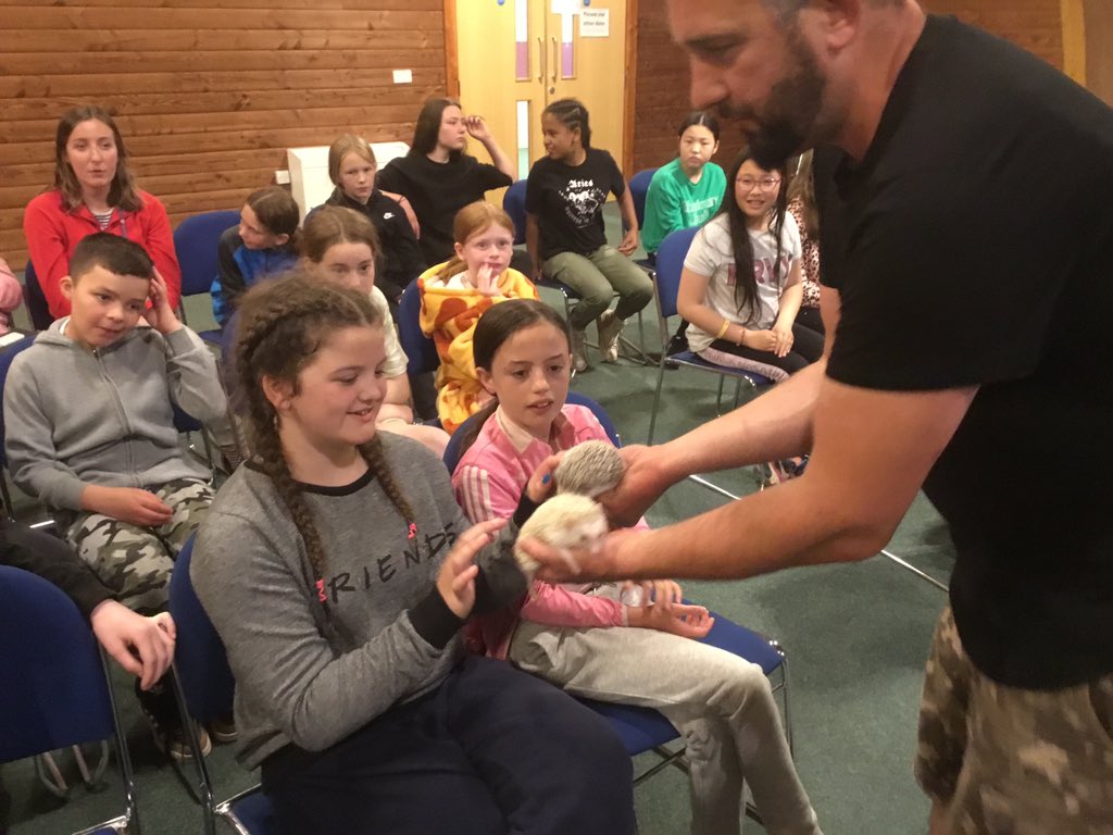 stjosb30school's tweet image. African albino hedgehogs, popular with class to say hello to