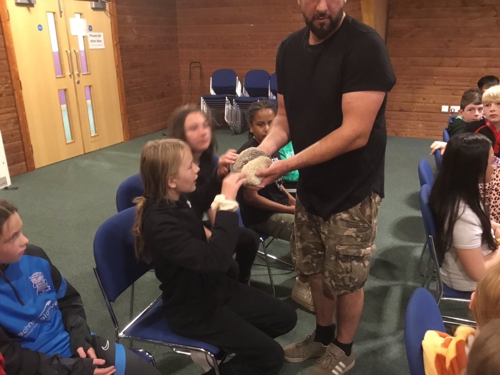 stjosb30school's tweet image. African albino hedgehogs, popular with class to say hello to