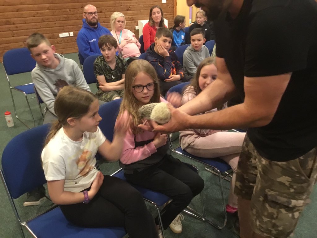 stjosb30school's tweet image. African albino hedgehogs, popular with class to say hello to