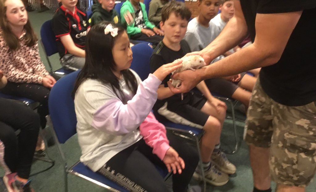 stjosb30school's tweet image. African albino hedgehogs, popular with class to say hello to