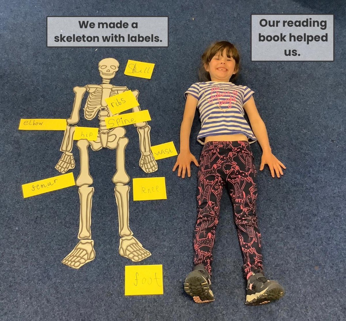 KincaidstonPS's tweet image. Our P2 pupils had great fun making and labelling skeletons using information they had read in their reading books to match the correct names to the body part #teamwork #readingskills #findinginformation @literacysac
