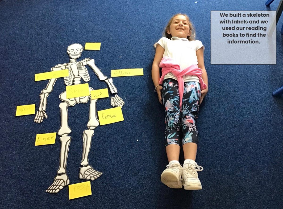 KincaidstonPS's tweet image. Our P2 pupils had great fun making and labelling skeletons using information they had read in their reading books to match the correct names to the body part #teamwork #readingskills #findinginformation @literacysac