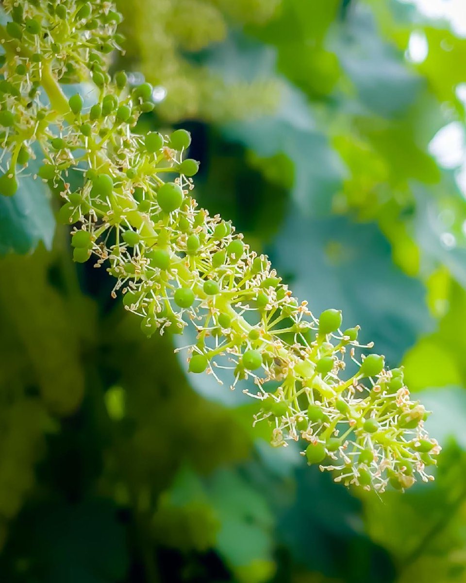 There are many cycles in the development of wine grapes🍇 . Here we have flowering 🌸 occurring for one of our Cabernet Franc varietals sourced from @lopezfamilyvineyards.