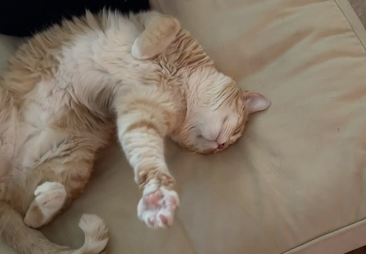 JortsTheCat's tweet photo. And lo, how their hearts did break
for they heard the orange cat 
had not been fed, and had only had a little snack since breakfast https://t.co/5t8siah89c