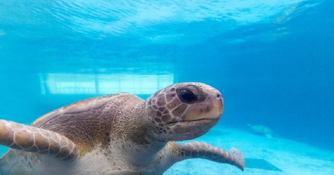 TXStateAquarium's tweet photo. Today marks the beginning of #WorldSeaTurtleWeek! 🐢 Meet Pickles, our largest #seaturtle! Pickles is a #GreenSeaTurtle &amp; arrived at the #Aquarium in 1998. She is non-releasable due to poor vision from cataracts, so she is now an ambassador for her species at the Aquarium! https://t.co/gJCuhD0SSA
