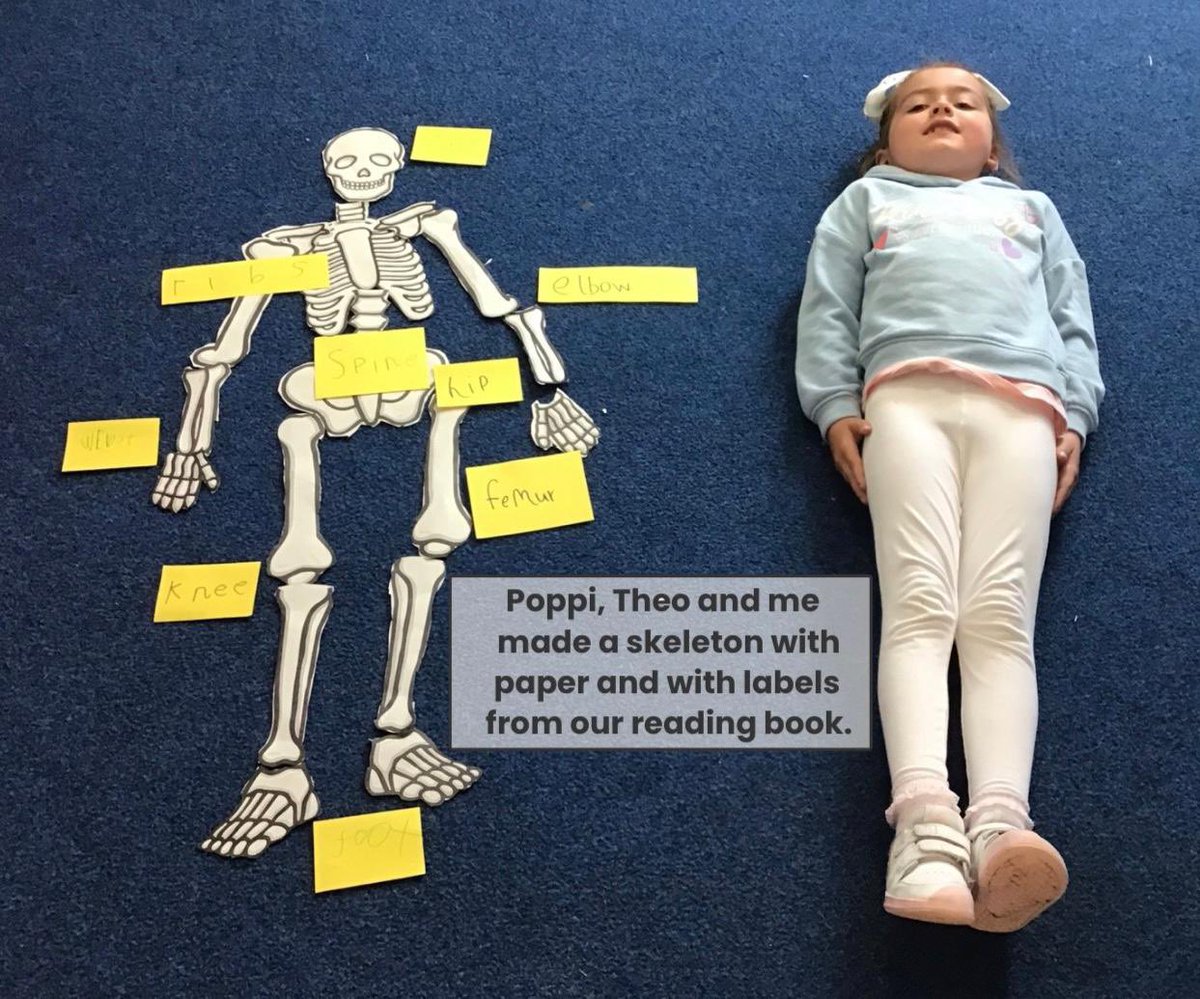 KincaidstonPS's tweet image. Our P2 pupils had great fun making and labelling skeletons using information they had read in their reading books to match the correct names to the body part #teamwork #readingskills #findinginformation @literacysac