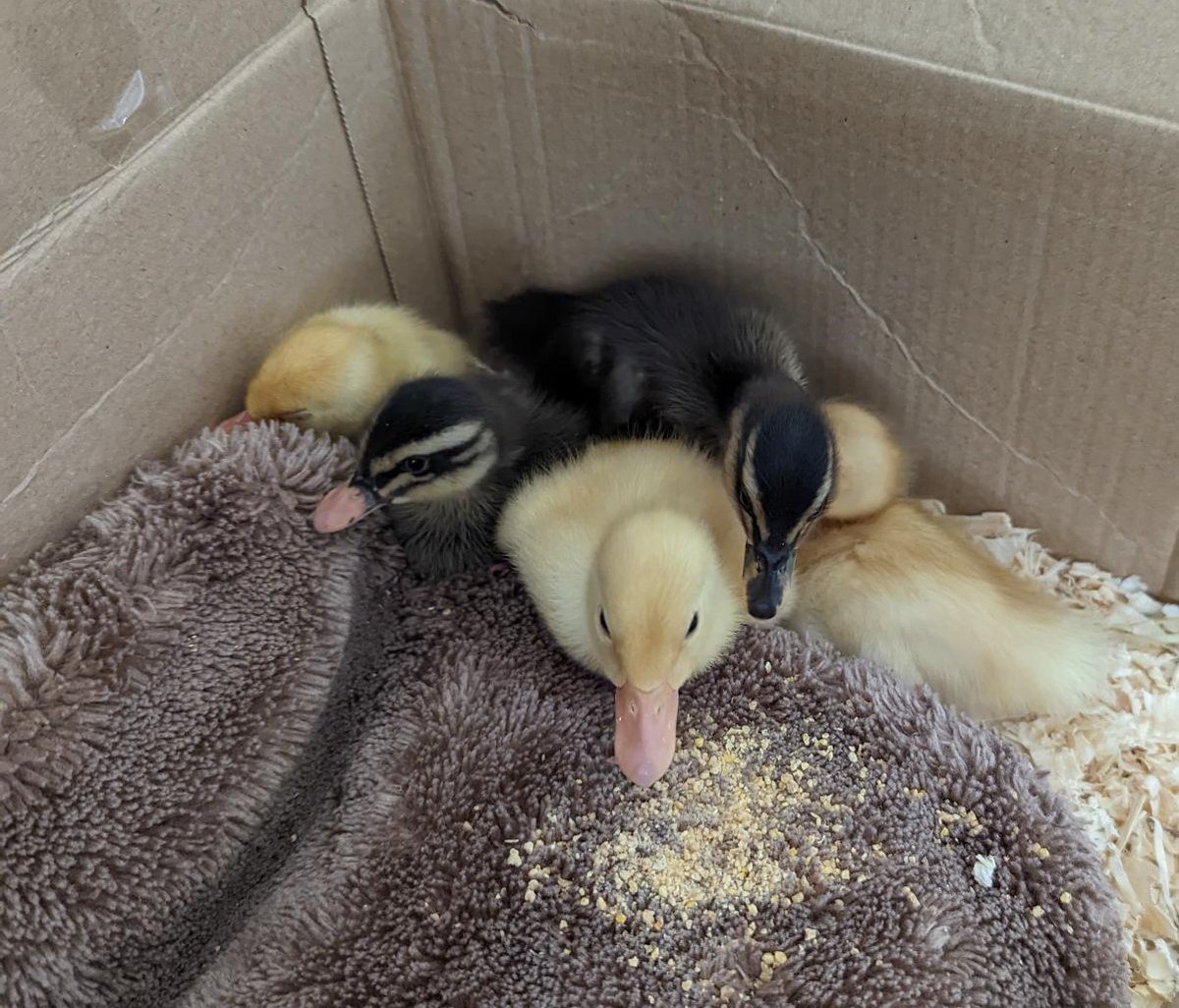AsprisScotland's tweet photo. Young people at one of our services have been helping raise five ducklings recently. 

Daisy, Pepe, KK, Bubbles and Green have been taken care of by some very caring young people over the last few weeks. We're excited to see them grow up!

#KeepThePromise  #AsprisAnimals https://t.co/y0ruW5WkcQ
