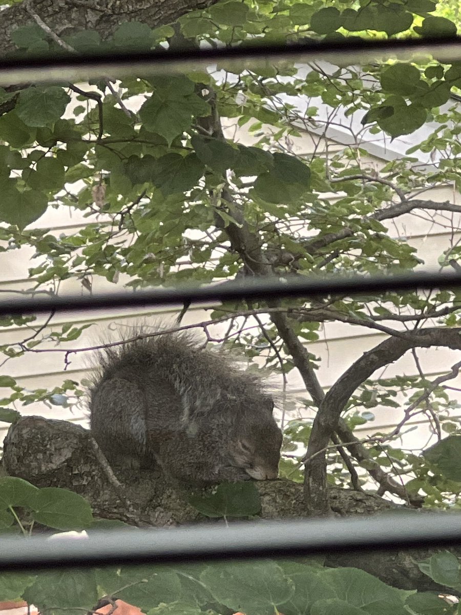 graciewhatevers's tweet image. cute sleepy squirrel outside my window🥹