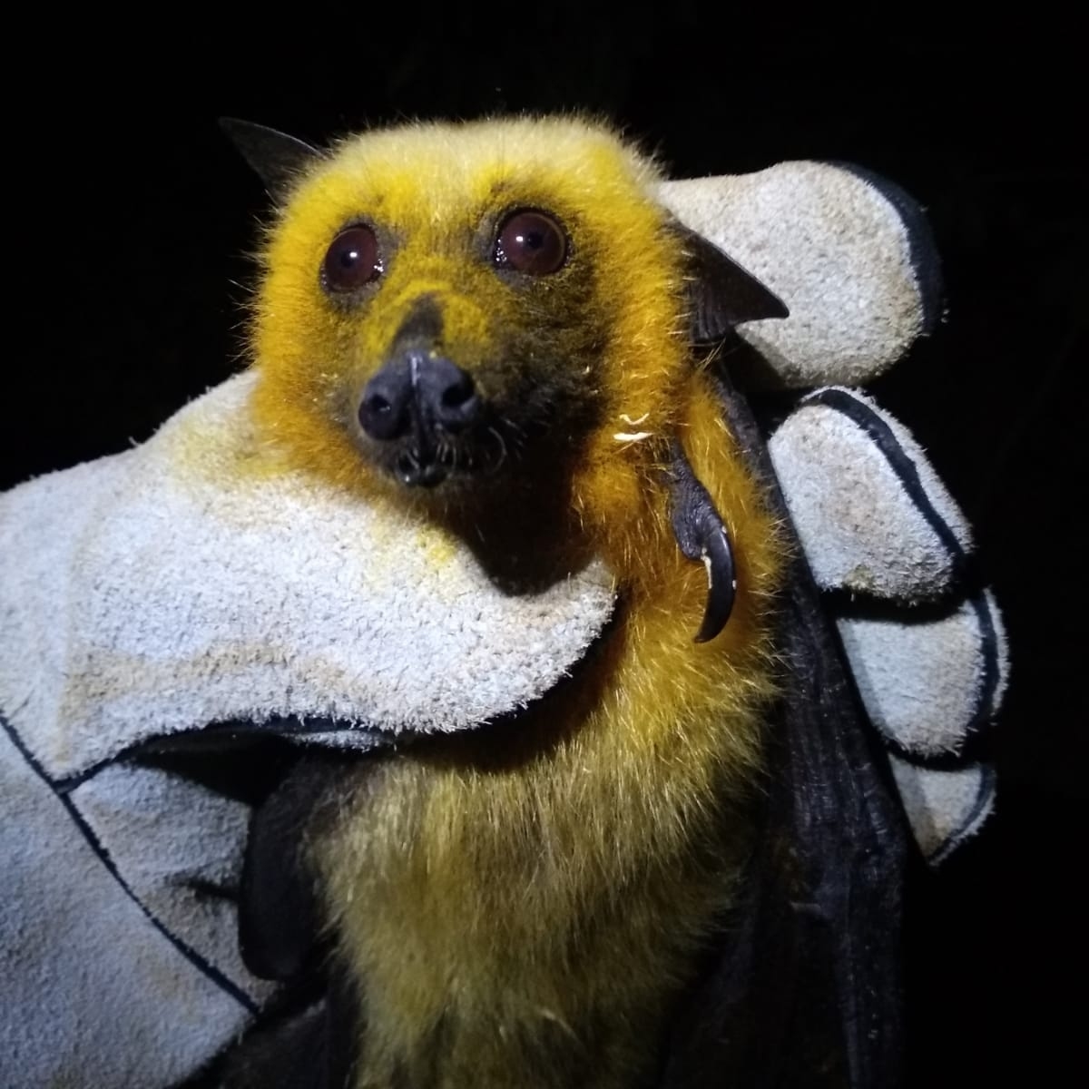 While the Seychelles flying fox does have blonde fur, this little fella is covered in pollen, an all-natural seasonal touch that will benefit the flora it visits. This fruit-moncher will also sow seeds on the forest floor by pooping them out as it flies. 

📷Dr. Isabella Mandl
