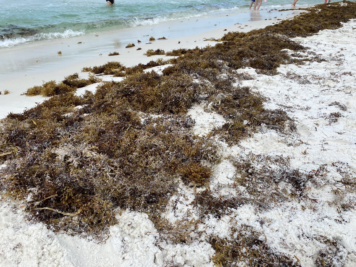 swfdinfo's tweet photo. SINGLE RED FLAGS! 🚩🌊

Surf is picking up with rainy weather moving into the area. Flags are changing to single red to indicate dangerous rip currents and high hazards.

Be cautious of sargassum, which may harbor marine life that could sting or poke your feet. https://t.co/fmtsHCggiP