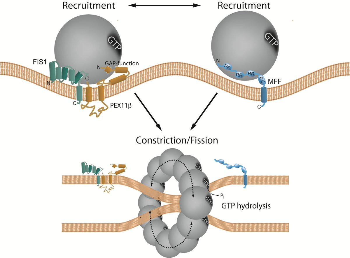 A pioneering study, led by Professor Michael Schrader from the <a href="/UniofExeter/">University of Exeter</a> has shed new light on how subcellular organelles divide &amp; multiply.

exeter.ac.uk/news/research/…
