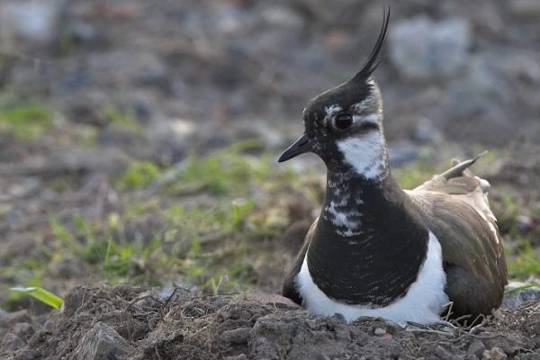 Min @noonan_Malcolm just announced an additional €17m 4 breeding waders to support farmers to farm for Curlew, Lapwing, Redshank, Snipe. A €30m fund now committed to. This is brilliant news! Thank you Minister. This will give breeding waders the chance they need. #Biodcon22