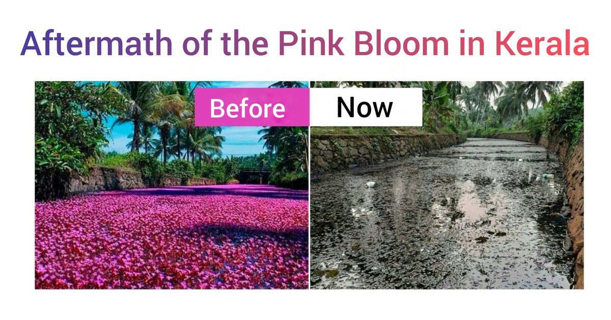 DrPDileep1's tweet photo. @anandmahindra Sir,this pink beauty is Cabomba furcata,an aquatic plant which is also mentioned as a dangerous aquatic invasive weed.The darkside of this plant is suppressed by the beauty of its pink bloom.Although the beauty persist only for few weeks,its dangerous sideeffects last forever
1/2 https://t.co/o6dFaZnzmP