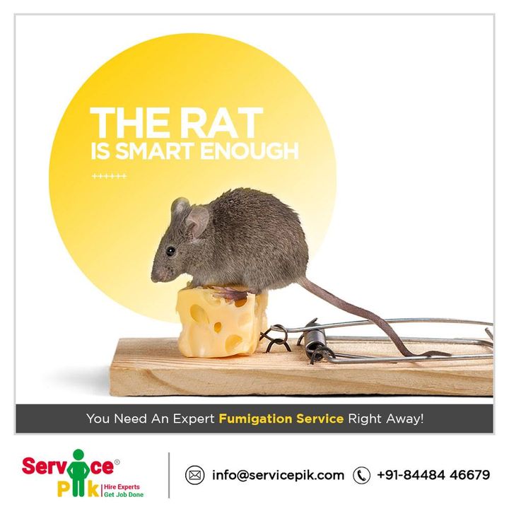 pik_service's tweet photo. Trapping the rat with a piece of cheese is not always the permanent solution. Switch to fumigation service by choosing ServicePik. Call us at +91 8448446679. 
#pestcontrol #pestcontrolservice #rats #hygiene #cleanhome #sweethome #serviceondemand
#homeservice https://t.co/fGVywSm8a4