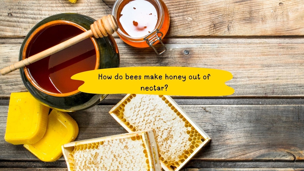 The nectar is mixed with enzymes and deposited in a cell where it is exposed to air for a period of time, allowing part of the water to evaporate. 

By fanning the open cells with their wings, the bees aid the process.