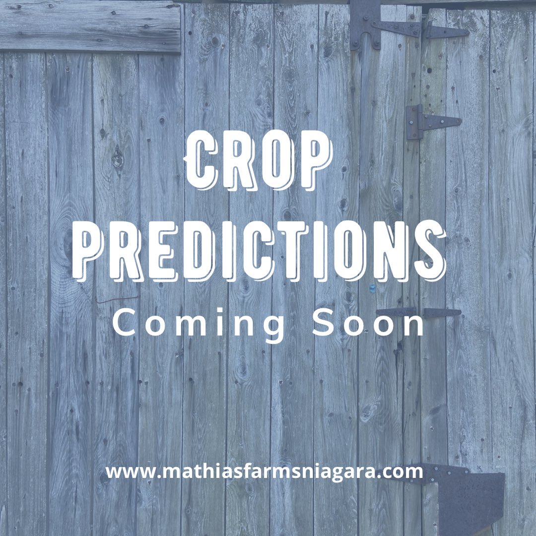 MathiasFarms1's tweet photo. We’ve walked the orchards and patches and we have some news to share! Stay tuned. 

#mathiasfarms #pelham #fonthill #niagara #niagarafarm #croppredictions #mathiasfarmscherryseason2022 #loveontfood https://t.co/JOqrfGmJJo