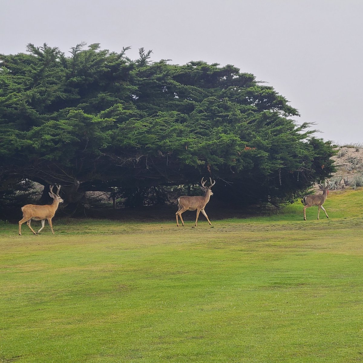 Pacific Grove Golf tweet media