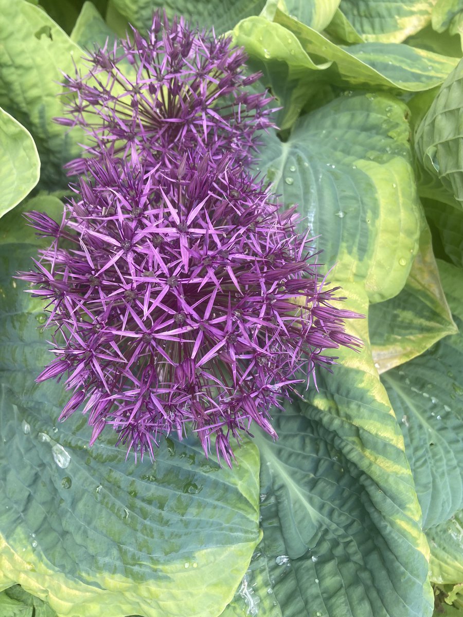 PaxtonHouse's tweet photo. The gardens are looking pretty-thanks to our volunteer gardeners. 

We are actively recruiting the following roles:

-Gardeners
-Waterwheel guides
-Boats (skippers and shoreside)
-Room Stewards
-Exhibition Stewards

Email: info@paxtonhouse.com 

#volunteers #teamwork #dreamwork https://t.co/36RgwZNOiR