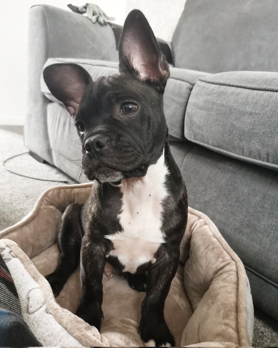 beegbonsly's tweet photo. hi guys im still depressed but I got another doggy so. https://t.co/P52b2ACzNr