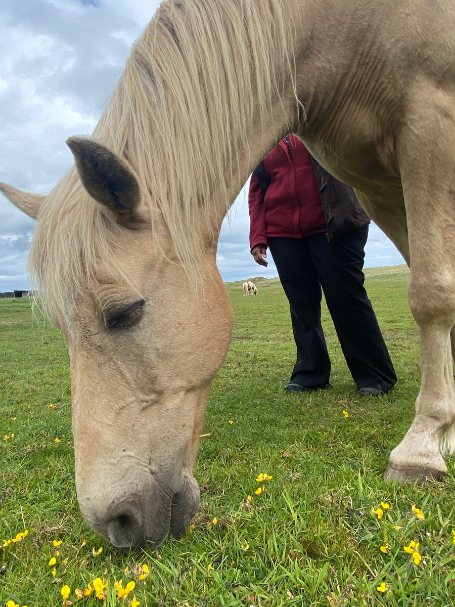We had our 4th equine therapy session today with <a href="/MidiFairgrieve/">Midi Fairgrieve #KBF</a> as part of #embodied <a href="/merrick_pope/">Merrick Pope</a> @CatrionaGrant. Such profound learning in interacting with these beautiful creatures.