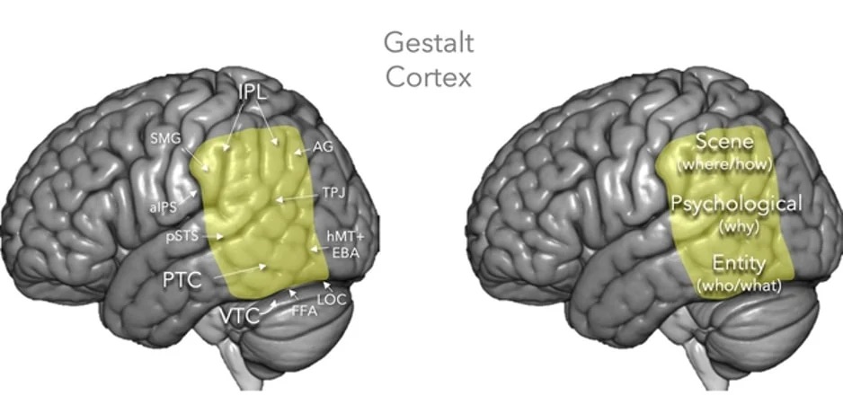 DrEscotet's tweet photo. Well, I See It Differently! Why People Don’t View the World the Same Way Others Do • #Neuroscience #Percepcion #gestalt #Psychology • Source: UCLA • https://t.co/kNTEDI9bVr • https://t.co/tVgvAw3fWi