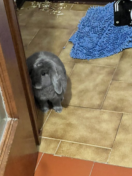 Send help, I am being stalked by a potato! https://t.co/kvI9Oabibc
