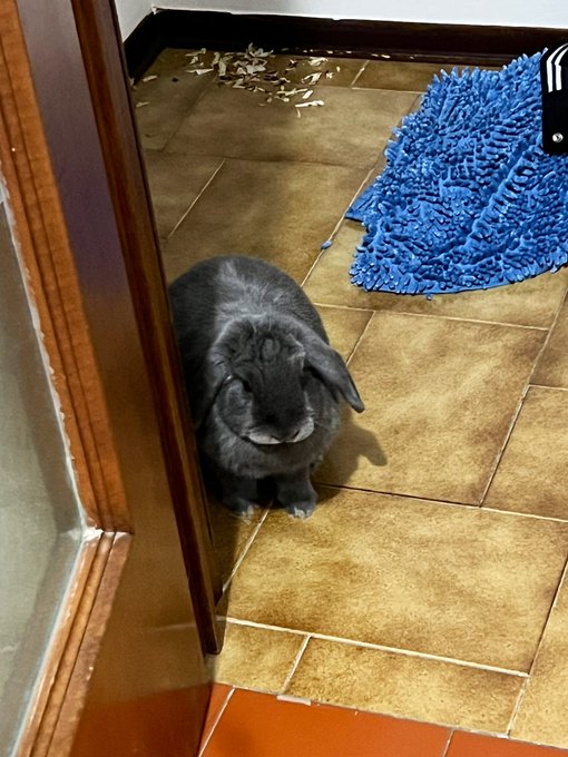 Send help, I am being stalked by a potato! https://t.co/kvI9Oabibc