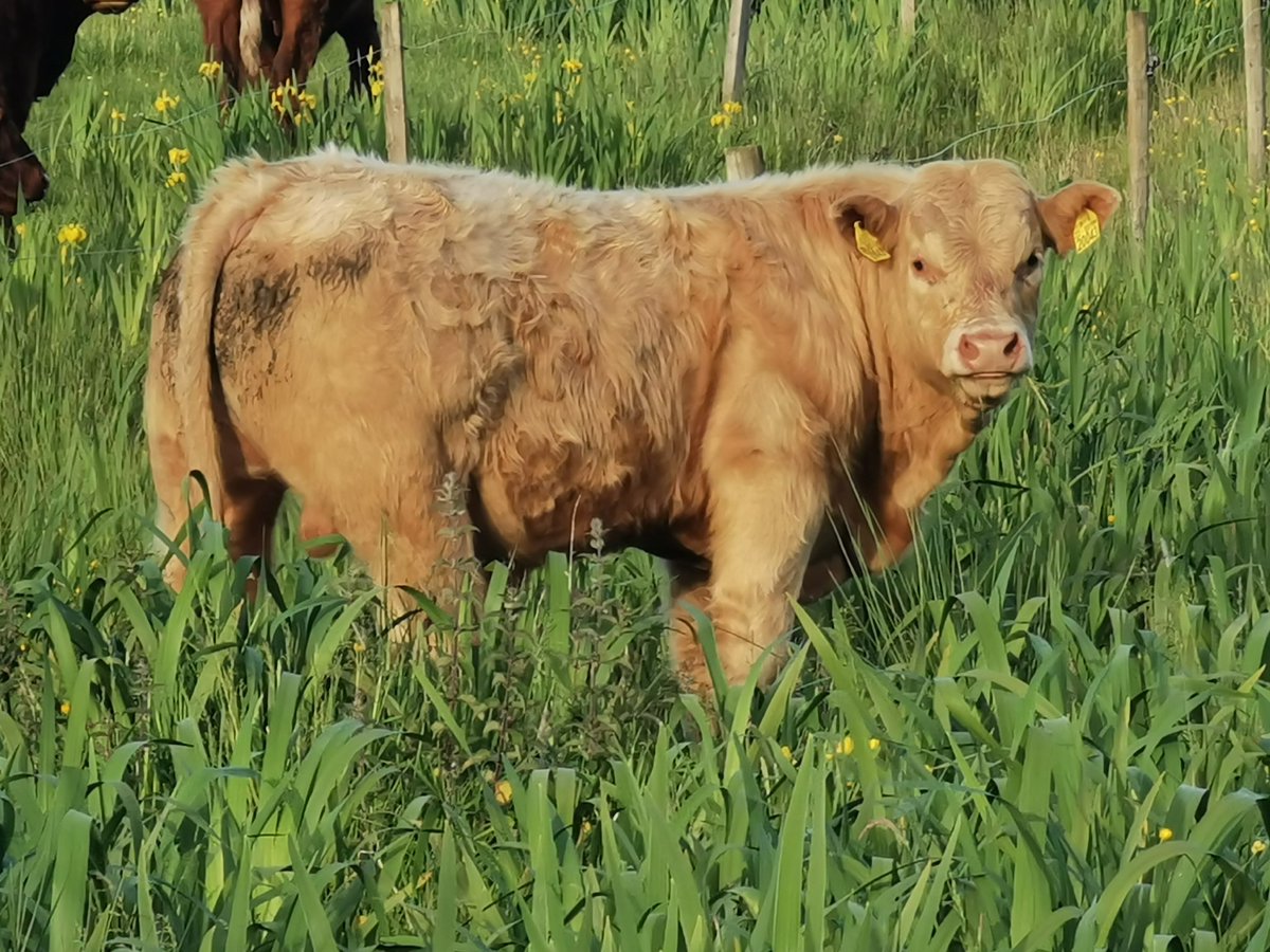CrummySean's tweet image. A watershed moment in the history of my farm development.
For sale in @AurivoCo_op Mohill on 11th June.
Bull weanlings of my @dunmasc @irishcharolais ai herd sire Lisnagre Laurence. Off imported full French pedigree @SalersCattle1 dams.
@Twitter only allows 4 photos... 🙄😂
🤞🤠
