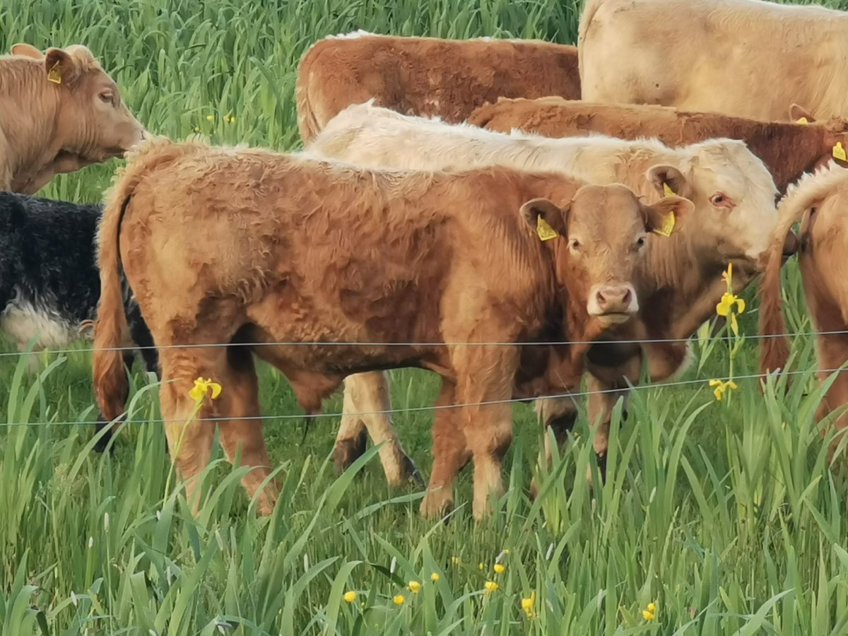 CrummySean's tweet image. A watershed moment in the history of my farm development.
For sale in @AurivoCo_op Mohill on 11th June.
Bull weanlings of my @dunmasc @irishcharolais ai herd sire Lisnagre Laurence. Off imported full French pedigree @SalersCattle1 dams.
@Twitter only allows 4 photos... 🙄😂
🤞🤠