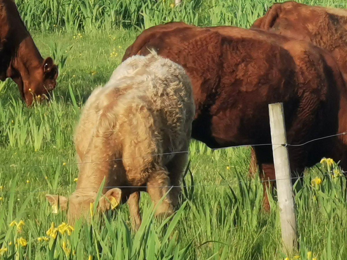 CrummySean's tweet image. A watershed moment in the history of my farm development.
For sale in @AurivoCo_op Mohill on 11th June.
Bull weanlings of my @dunmasc @irishcharolais ai herd sire Lisnagre Laurence. Off imported full French pedigree @SalersCattle1 dams.
@Twitter only allows 4 photos... 🙄😂
🤞🤠