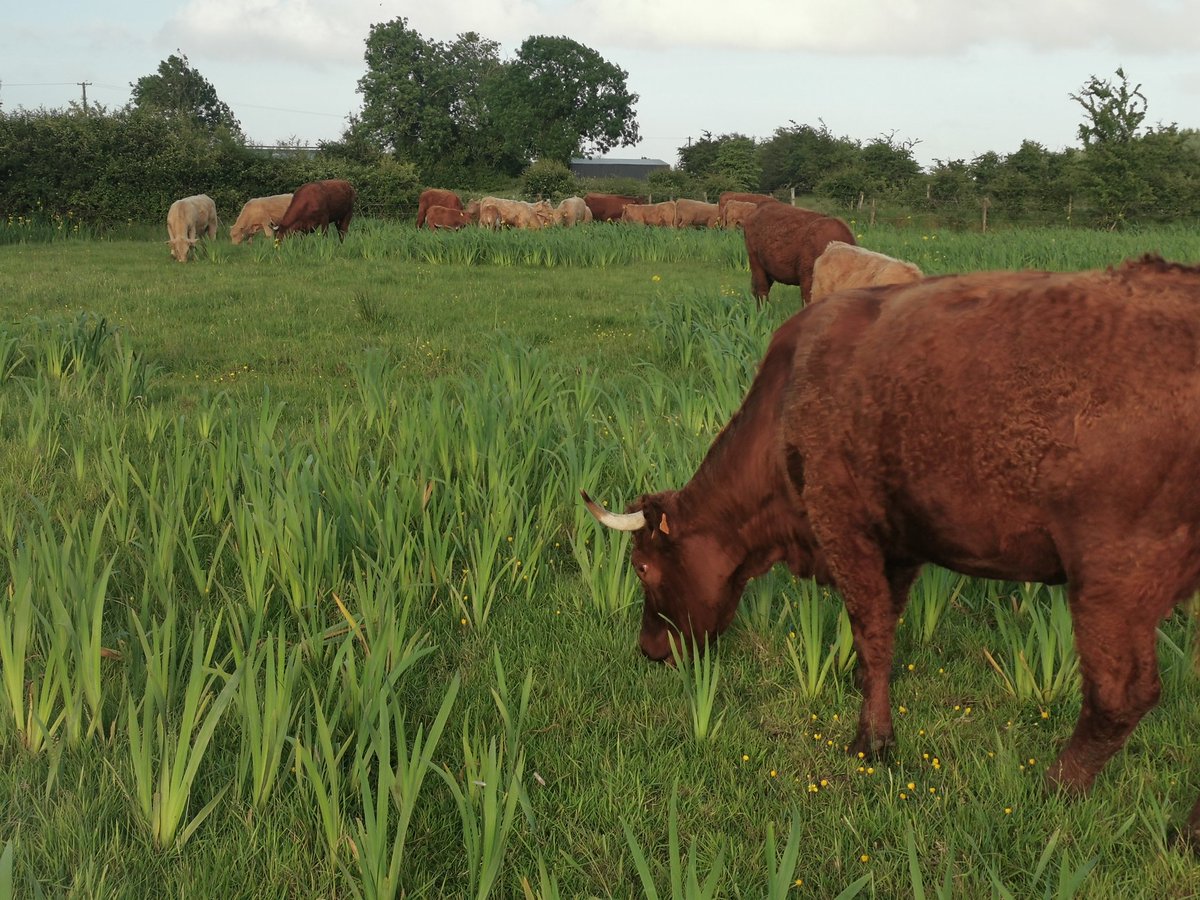 CrummySean's tweet image. A watershed moment in the history of my farm development.
For sale in @AurivoCo_op Mohill on 11th June.
Bull weanlings of my @dunmasc @irishcharolais ai herd sire Lisnagre Laurence. Off imported full French pedigree @SalersCattle1 dams.
@Twitter only allows 4 photos... 🙄😂
🤞🤠