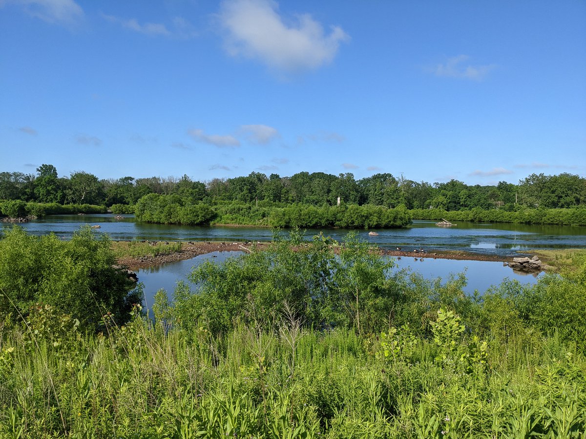 Join us this Sat., 6/11 at 6pm for a 4-mile exploration of nature trails from Ambler Borough. This hike will show connections between the Green Ribbon Trail, Wissahickon Waterfowl Preserve &amp; Lower Gwynedd Trails. Hike is free, RSVP online: wissahickontrails.org/events/4-mile-…
📸Jamie Stewart