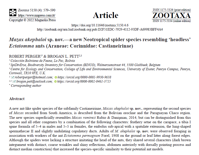 ArachnoTrAC's tweet photo. Perger &amp; Pett (2022) described a new species of the spider genus Mazax (Corinnidae) from the Bolivian orocline and the Paraguayan Chaco region. In Bolivia, this species is known from the Santa Cruz department. 

More at: https://t.co/rbzu1CmJ6m https://t.co/r4gxXRuVXc
