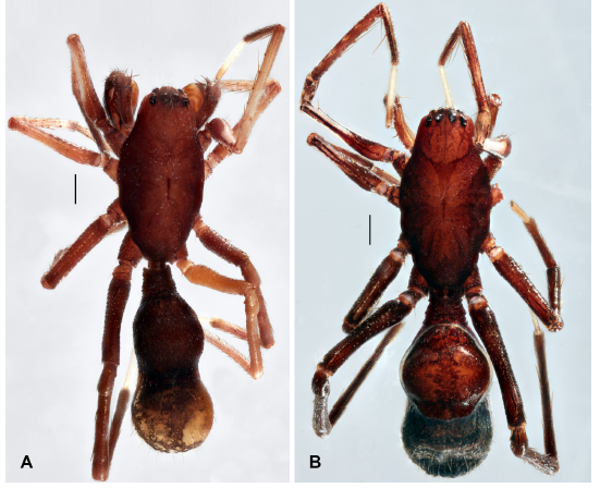 ArachnoTrAC's tweet photo. Perger &amp; Pett (2022) described a new species of the spider genus Mazax (Corinnidae) from the Bolivian orocline and the Paraguayan Chaco region. In Bolivia, this species is known from the Santa Cruz department. 

More at: https://t.co/rbzu1CmJ6m https://t.co/r4gxXRuVXc