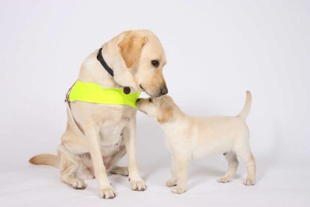 NorthantsGuideDogs tweet media