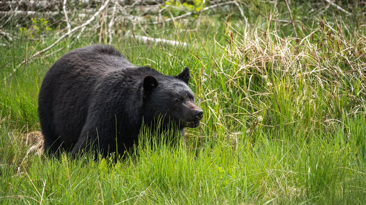 RoadSafeAtWork's tweet image. Spring and early summer is a peak season for collisions with wildlife. So keep vigilant, slow down and be prepared to safely encounter wildlife on BC roads. Our downloadable webinar can help: roadsafetyatwork.ca/events/oh_deer…