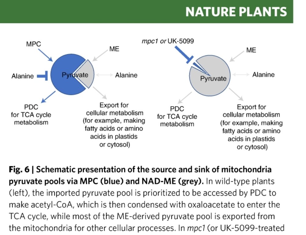 Harvey Millar (@ahmillar9) on Twitter photo Plant respiration has a secret. It can channel imported pyruvate to TCA cycle and export internal pyruvate for biosynthesis. So respiration has more control layers for biomass prod. than thought. SharedIt link:rdcu.be/cPjTY
<a href="/uwanews/">UWA</a> <a href="/SMS_UWA/">Molecular Sci-UWA</a> <a href="/PlantEnergyBiol/">Plant Energy Biology</a> <a href="/xuyenhale/">xuyenhale</a> Plant respiration has a secret. It can channel imported pyruvate to TCA cycle and export internal pyruvate for biosynthesis. So respiration has more control layers for biomass prod. than thought. SharedIt link:rdcu.be/cPjTY
<a href="/uwanews/">UWA</a> <a href="/SMS_UWA/">Molecular Sci-UWA</a> <a href="/PlantEnergyBiol/">Plant Energy Biology</a> <a href="/xuyenhale/">xuyenhale</a>