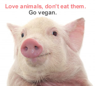 veganfuture's tweet image. Love animals, don't eat them. Go vegan.  🧡🐷