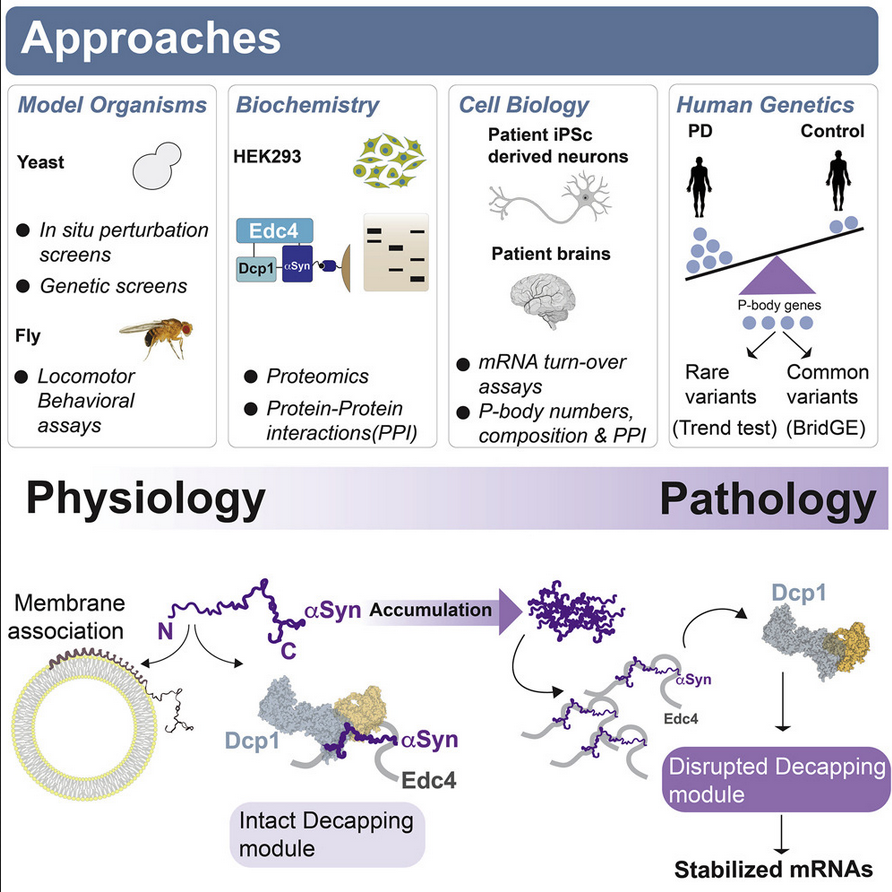 WOW! <a href="/ehallacli/">Erinc Hallacli</a> <a href="/khurana_lab/">Vik Khurana Lab</a> &amp; collaborators reveal an unexpected aspect of #Parkinsons-associated α-synuclein function: α-synuclein directly modulates processing bodies - these are membraneless cellular structures that function in mRNA turnover &amp; storage 
cell.com/cell/fulltext/…