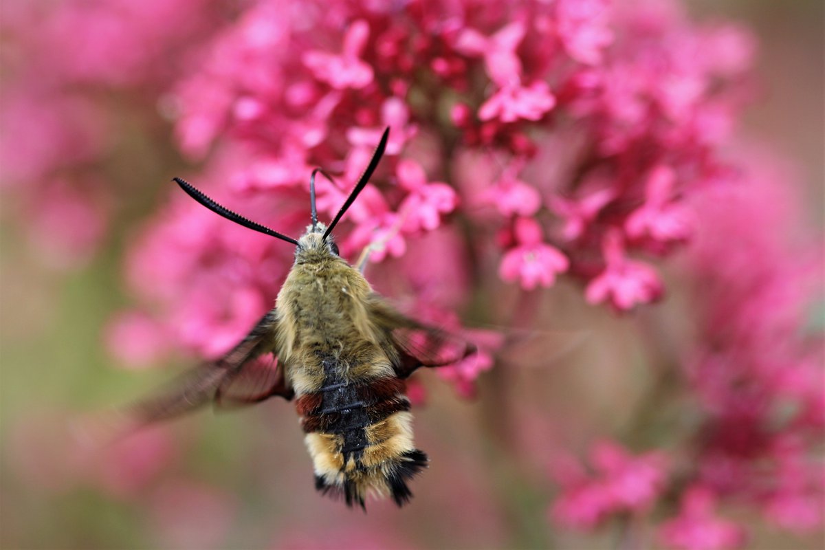 raptorwatcher's tweet photo. #BroadborderedBeeHawkmoth hovering and feeding on the Red Valerian today @BritishMoths @GardenMoths @georgecmcgavin @DilgerTV @ChrisGPackham @WildlifeMag #Lepidotera #Moths #LincolnshireWildlife #loveNature #lovelife https://t.co/lCOP3edjj9