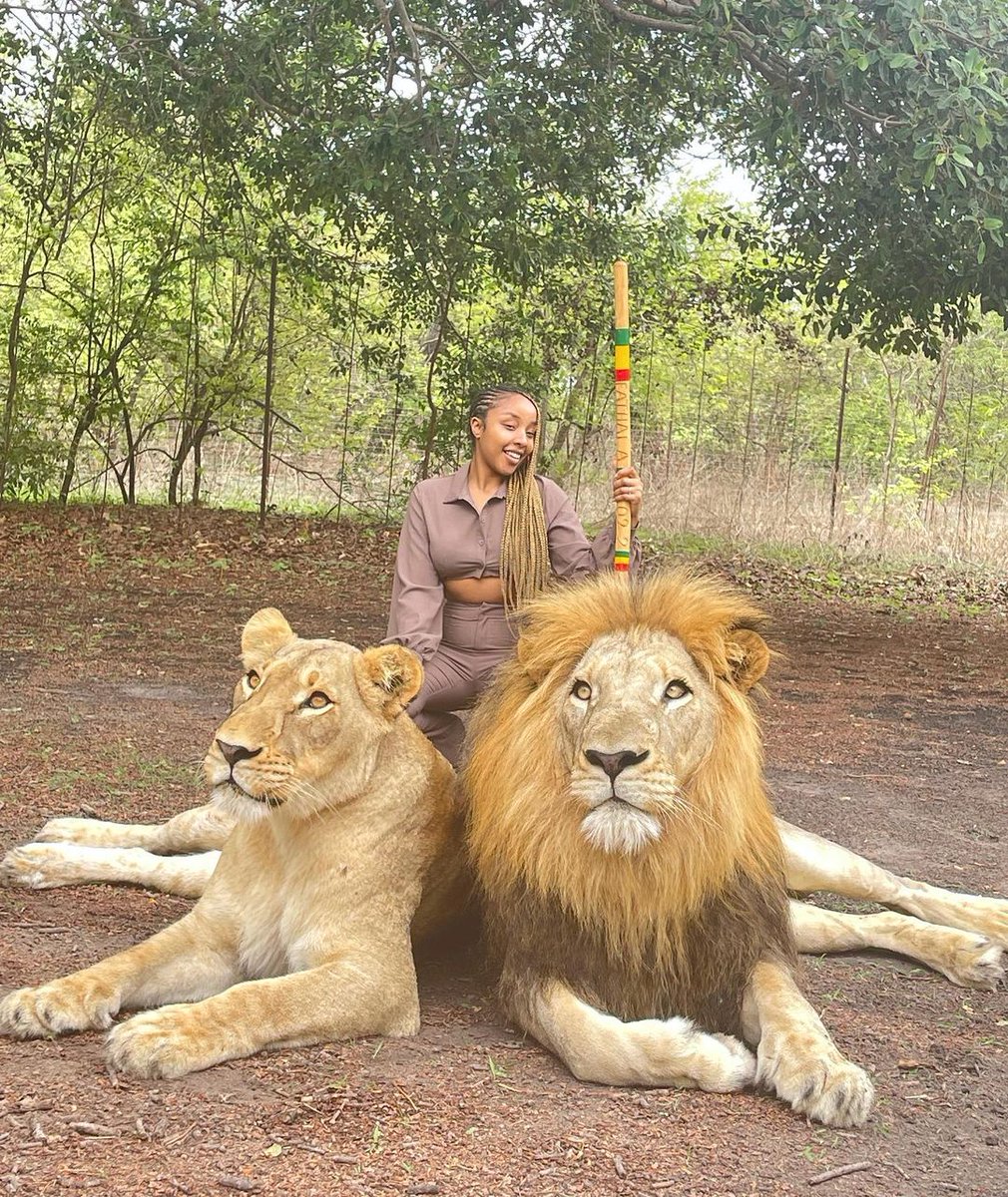 AfricaTourismS1's tweet photo. #Feedback #TravelwithATS
@Honeyshay_ 🥰

INSTA VS REALITY 😂
Aujourd’hui j’étais à la réserve de fathala et j’ai pu marcher avec les lions ! 🦁 Une expérience incroyable mais mon côté boloss des animaux a repris le dessus 😂 ! Vous auriez eu peur vous ? Dites la vérité dehh ! https://t.co/5AKv8dGq9r