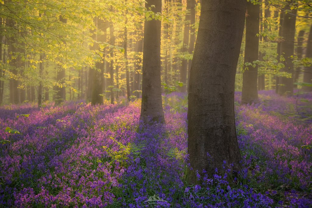 Buenas tardes hipoglucidos!!!!!!