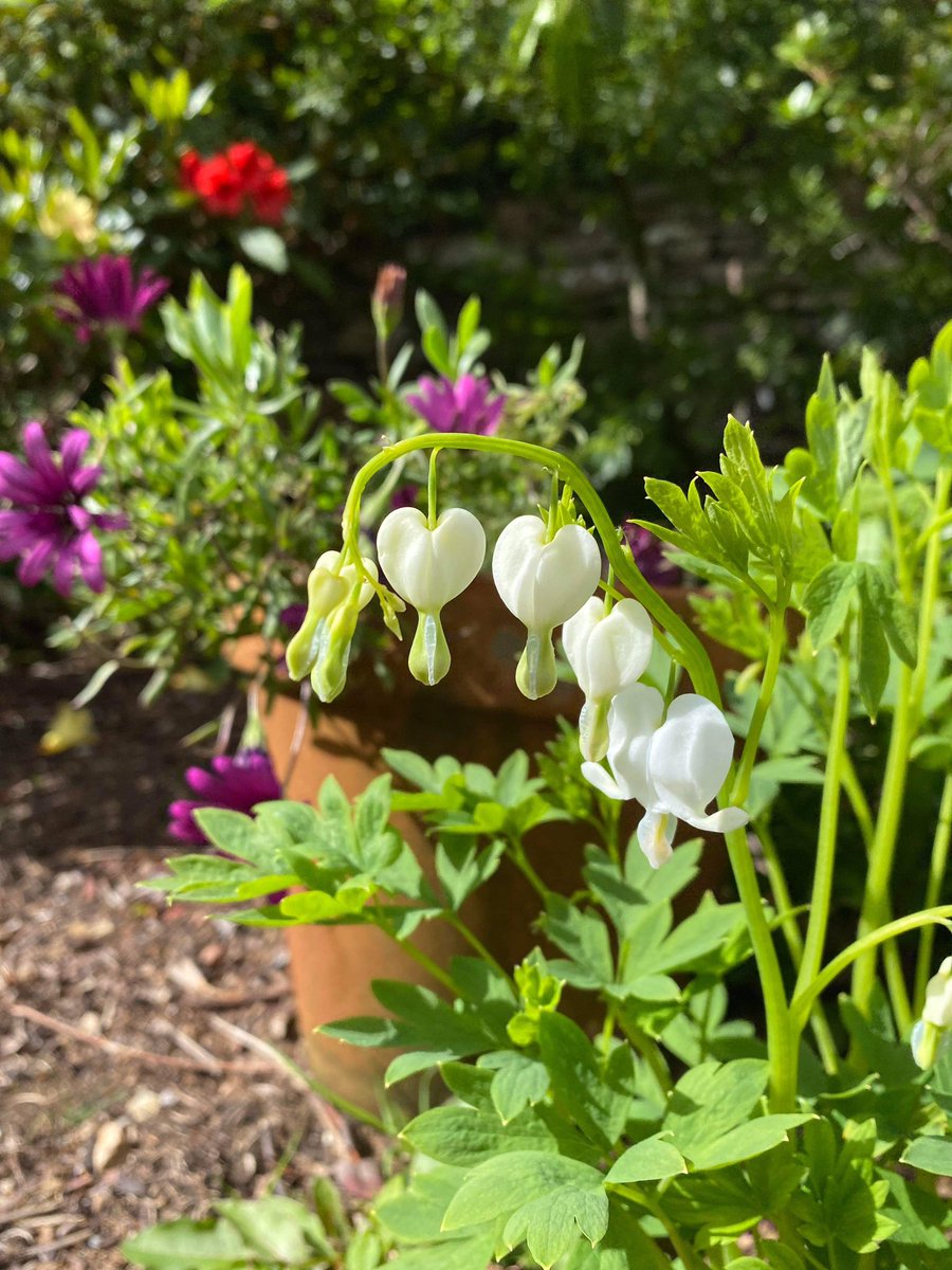 HorticultureTh1's tweet photo. Loving these delicate pastel shades in my garden. https://t.co/Fi2OhH6WiI