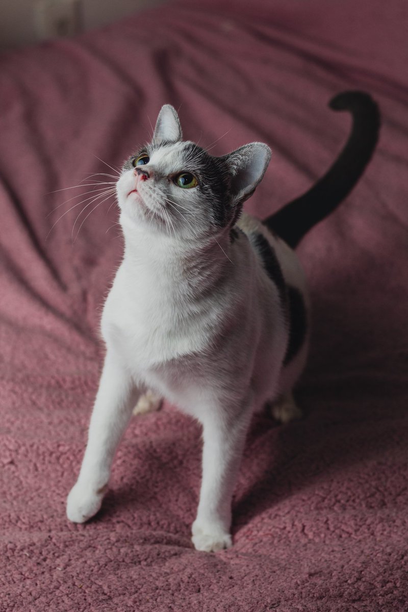 Michellpz25's tweet photo. 🐱🐾

#gatos #mascota https://t.co/ib8VyxoLXo