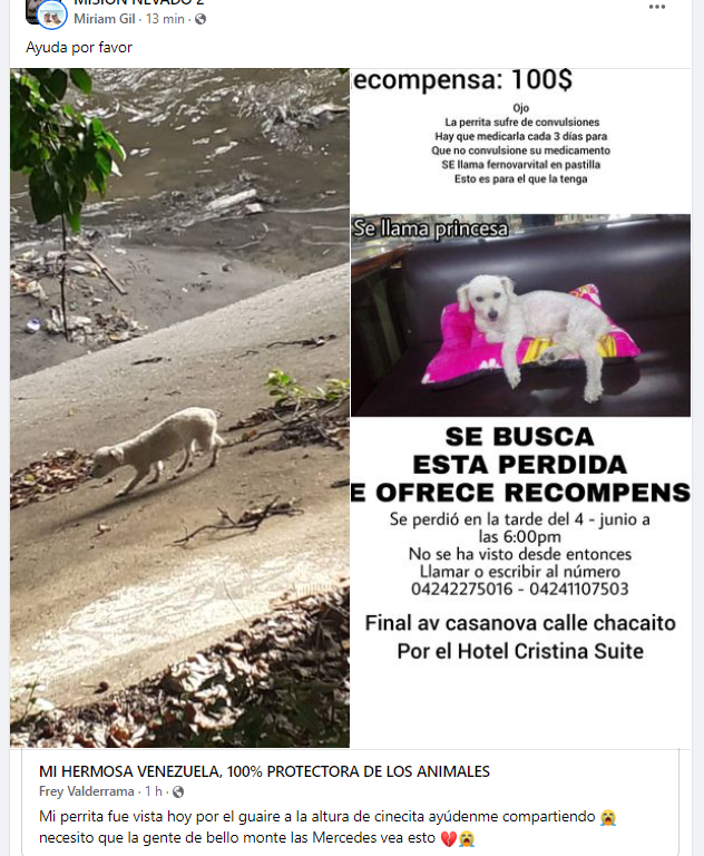 PerroUsuario's tweet photo. Por favor retenerla y contactar a su familia RT @Jesnay: Difundo caso de terceros: "Frey Valderrama 
Mi perrita fue vista hoy por el guaire a la altura de cinecita ayúdenme compartiendo 😭 necesito que la gente de bello monte las Mercedes vea esto 💔😭" https://t.co/6zcpoai2UU