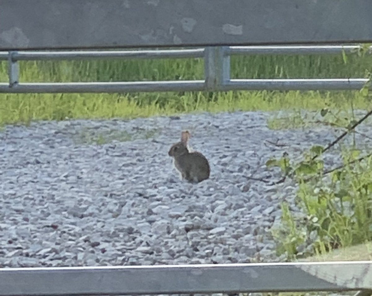 darren2903's tweet photo. This little bugger as sat watching for ages but he’s got no chance of any snapping…#vanview https://t.co/FyqVh5HQYD