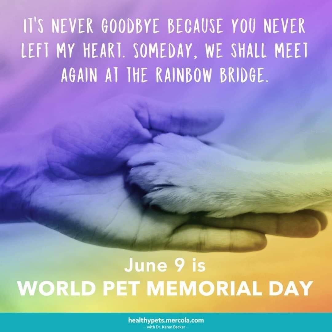 chipcoffey's tweet photo. I am often asked if we will see our beloved pets again in Spirit. The answer is YES…and it will be a precious reunion! ❤️❤️❤️ #WorldPetMemorialDay https://t.co/L09zFUyEx3