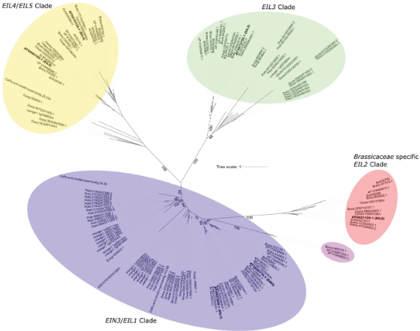 ActuallyMaarten's tweet photo. Very proud to present our work in @JXBot on #EIL2, a Brassicaceae-specific transcription factor that is involved in the #ethylene response! This is the first paper to come out of an extensive #GWAS in #Arabidopsis thaliana. #phdlife #bioscience #biology
https://t.co/pXxgiZzxOw https://t.co/tHBnSQXFO6