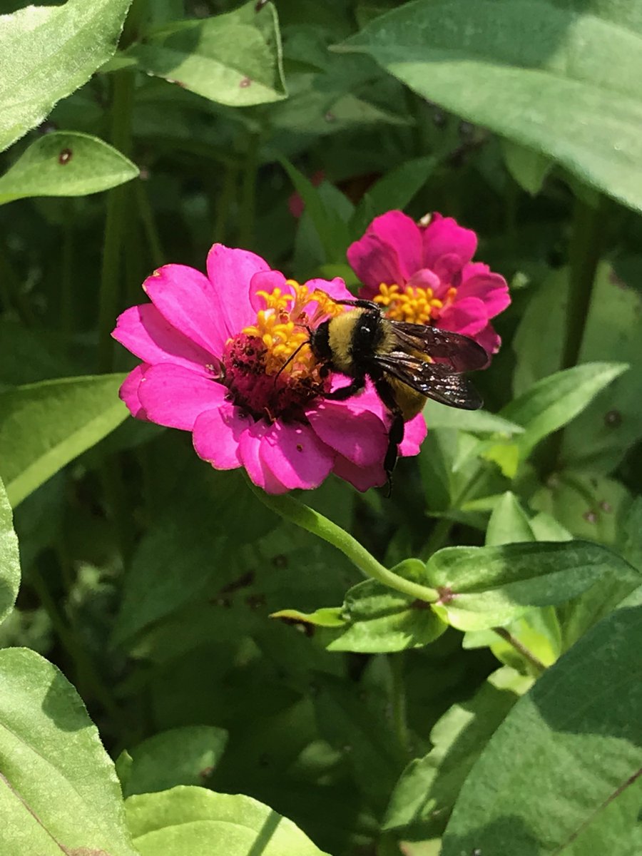 LandTrustTN's tweet photo. Want to get outside this weekend? The Land Trust's Glen Leven Farm will be open to visitors from 9 a.m. to 1 p.m. CT this Saturday. We're excited to have a bee keeper joining us to talk all about the lives of pollinators.

Register for free: https://t.co/a61nNhMGG7 https://t.co/AbPeOoxw9s
