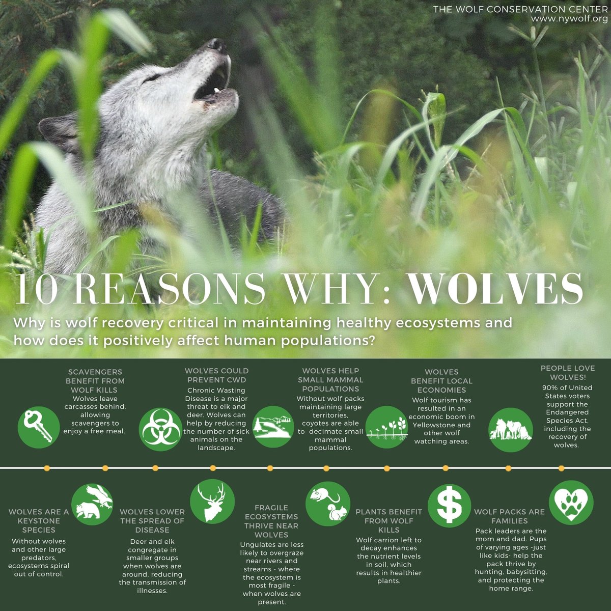 Ten reasons to protect wolves. 🐺
#RelistWolves